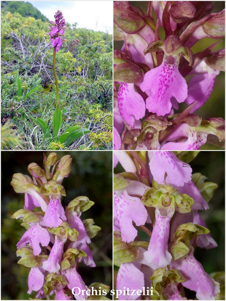 Orchis spitzelii ele altre - Passo Godi  (LAquila)  maggio e giugno 2017